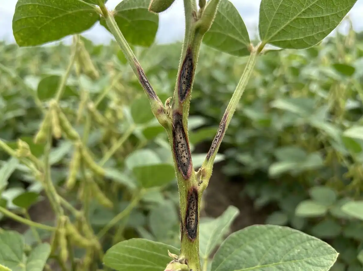 Anthracnose stem blight in Soybean, on Soybean, Fungal