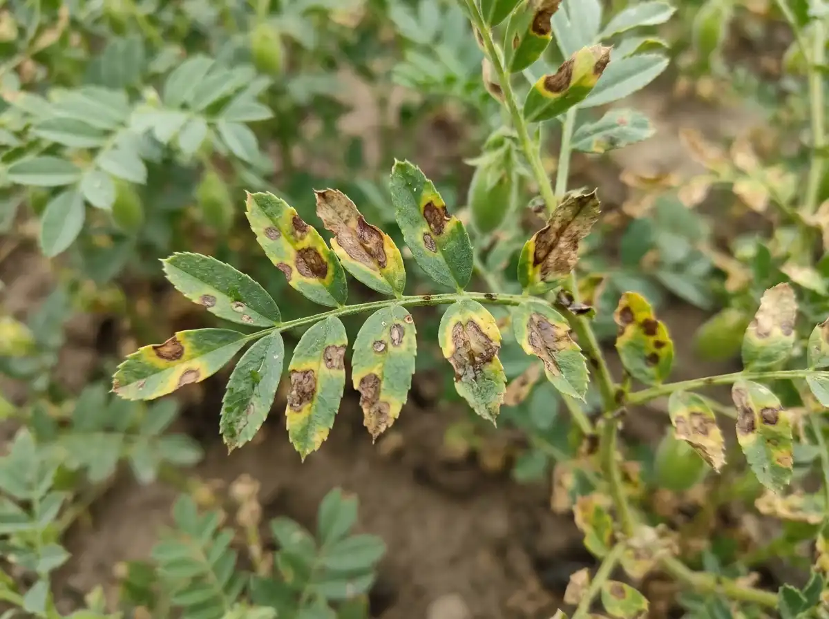 Bacterial blight in Chickpea, on Chickpea, Bacterial