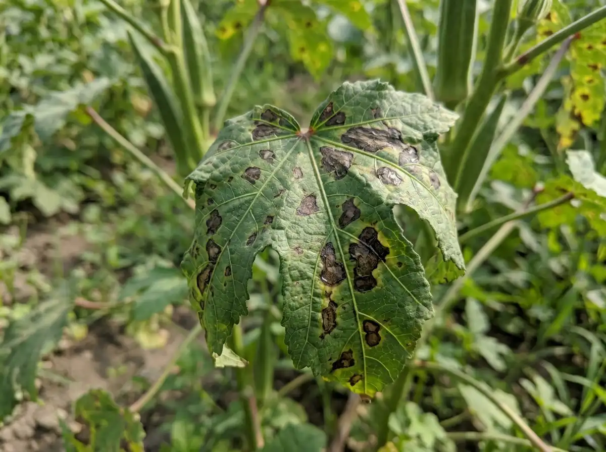Bacterial blight in Okra, sur Gombo, Bacterial