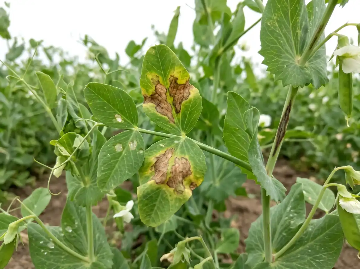 Bacterial blight in Pea, on Common Pea, Bacterial