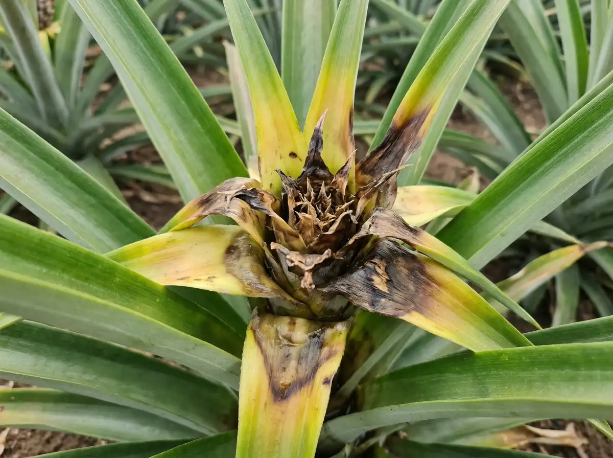 Bacterial heart rot in Pineapple, sur L'ananas, Bacterial
