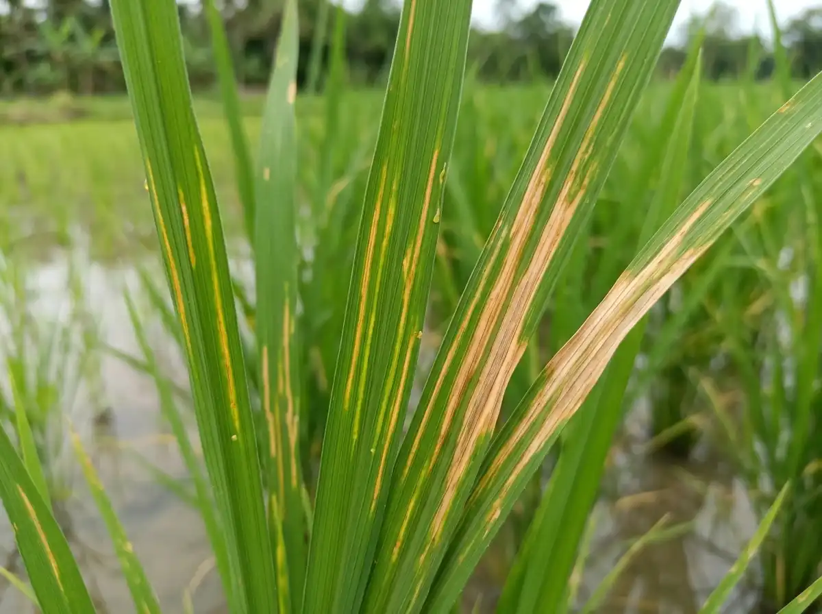 Bacterial leaf streak in Rice, on Asian Rice, Bacterial