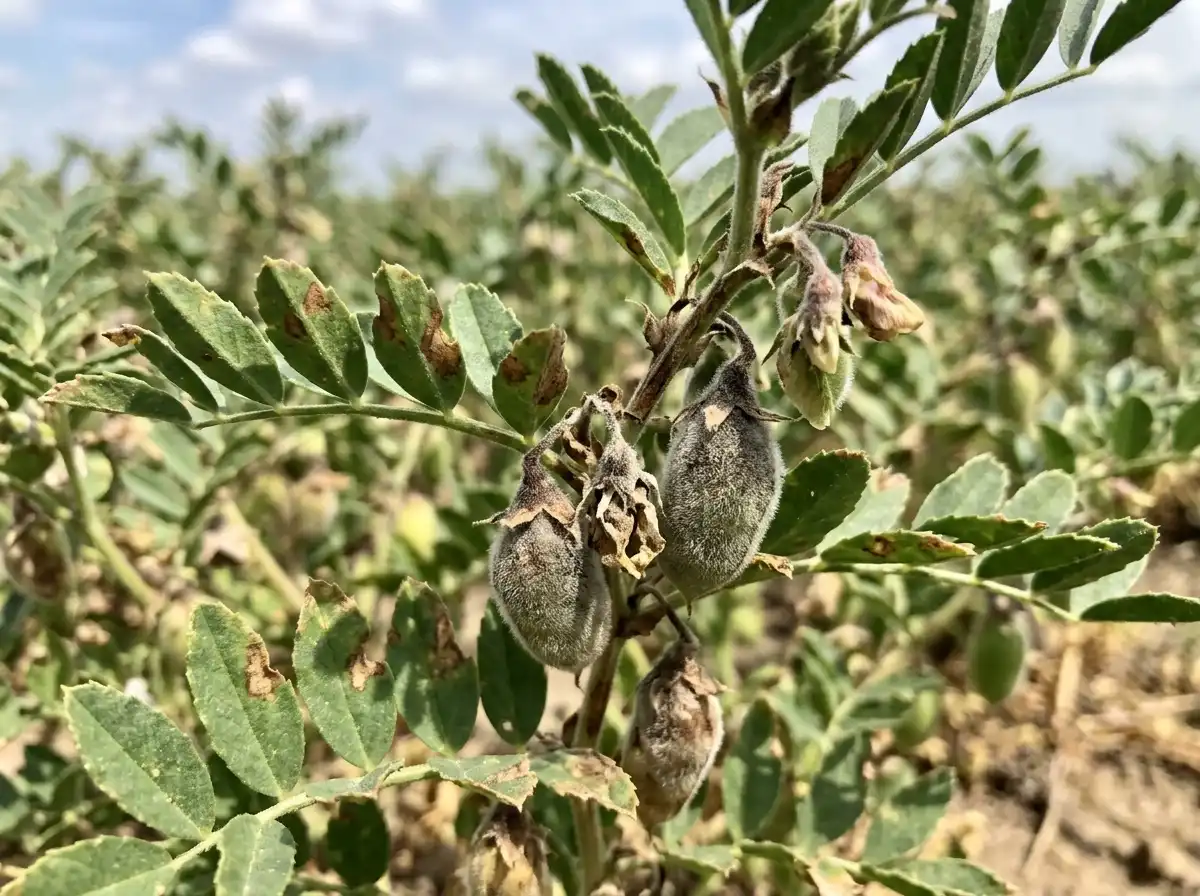 Botrytis gray mold in Chickpea, sur Le Pois Chiche, Fungal