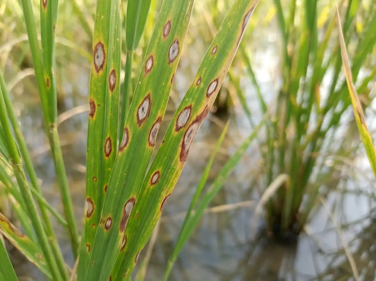 Brown spot in Rice, on Asian Rice, Fungal