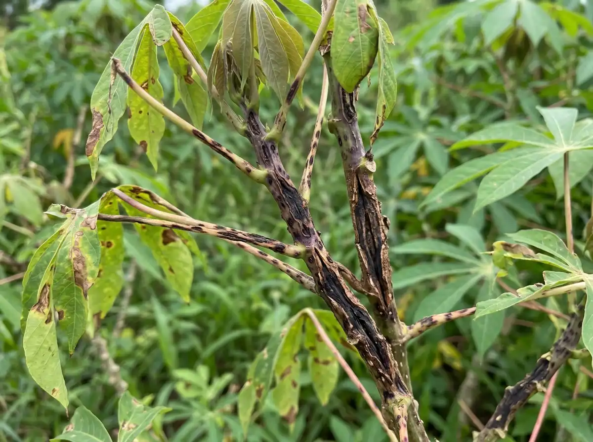 Cassava Anthracnose Disease in Cassava, sur Manioc, Fungal
