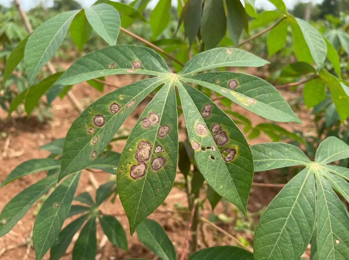 Cassava Brown Leaf Spot in Cassava, on Cassava, Fungal