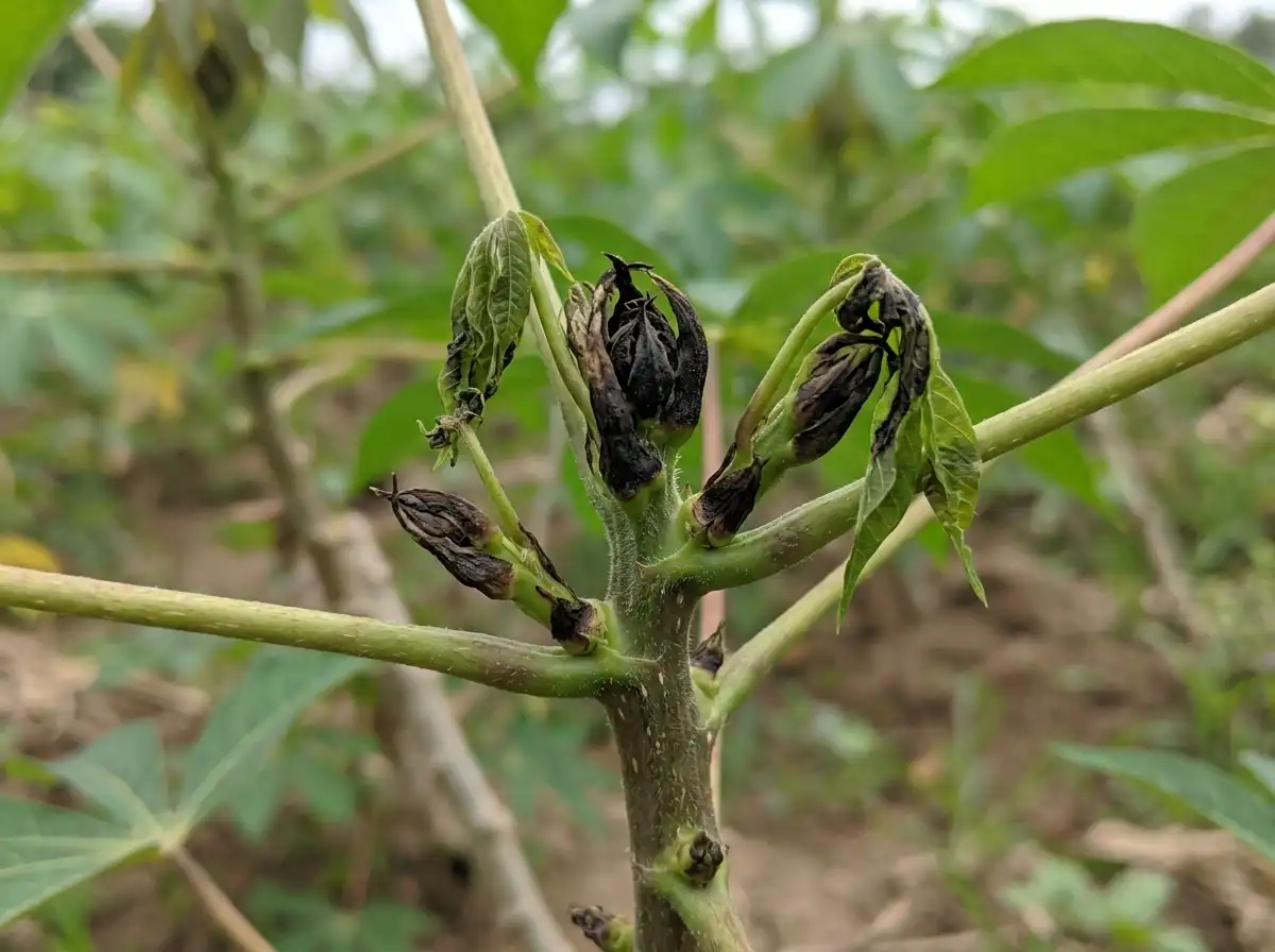 Cassava Bud Necrosis in Cassava, on Cassava, Fungal