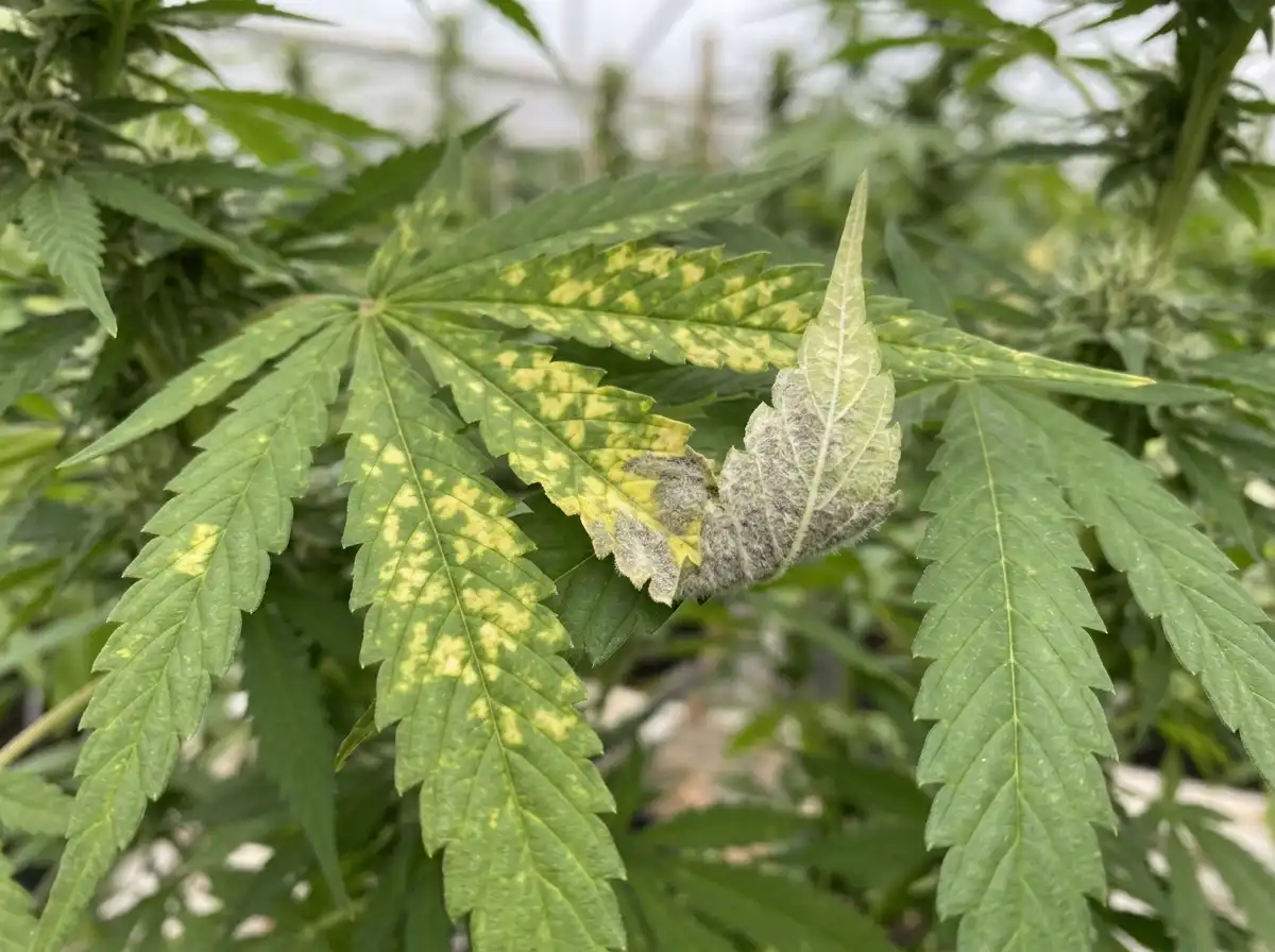 Downy mildew in Hemp, on Cannabis, Oomycete