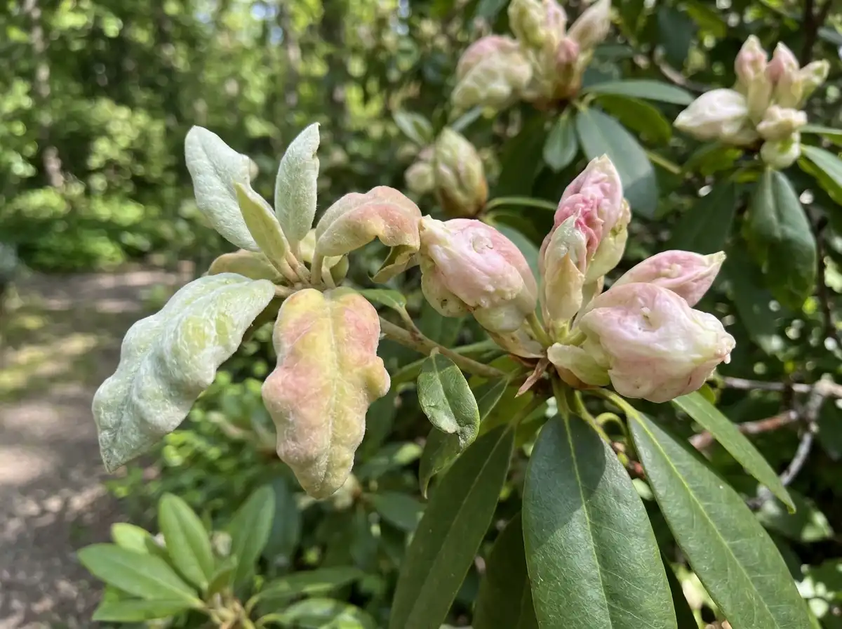 Exobasidium Leaf and Flower Gall in Rhododendron, on Bog Labrador Tea, Fungal