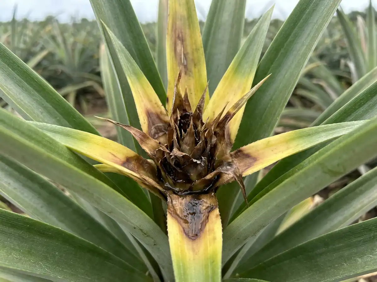 Heart rot in Pineapple, sur L'ananas, Oomycete