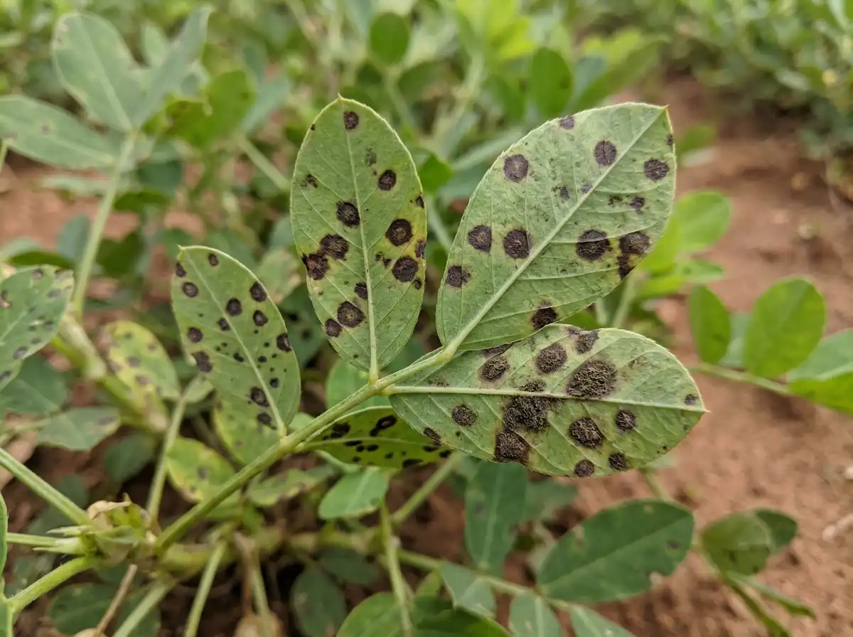 Late leaf spot in Peanut, on Peanut, Fungal