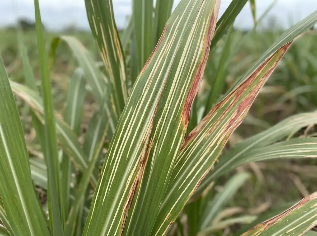 Leaf Scald in Sugarcane, sur La Canne À Sucre, Bacterial