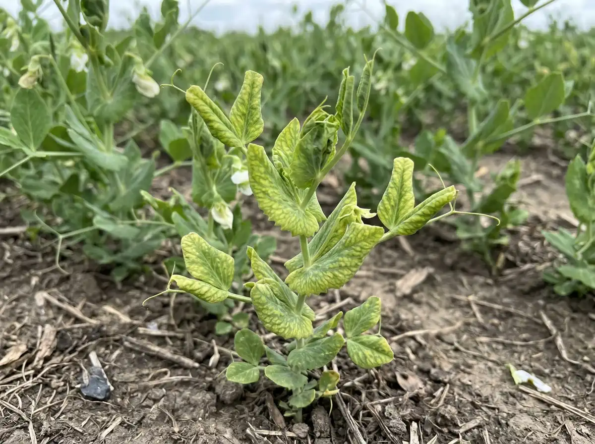 Pea leaf roll in Pea, on Common Pea, Viral