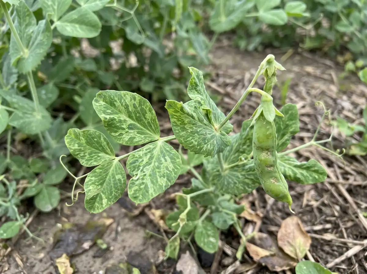 Pea seed-borne mosaic in Pea, on Common Pea, Viral