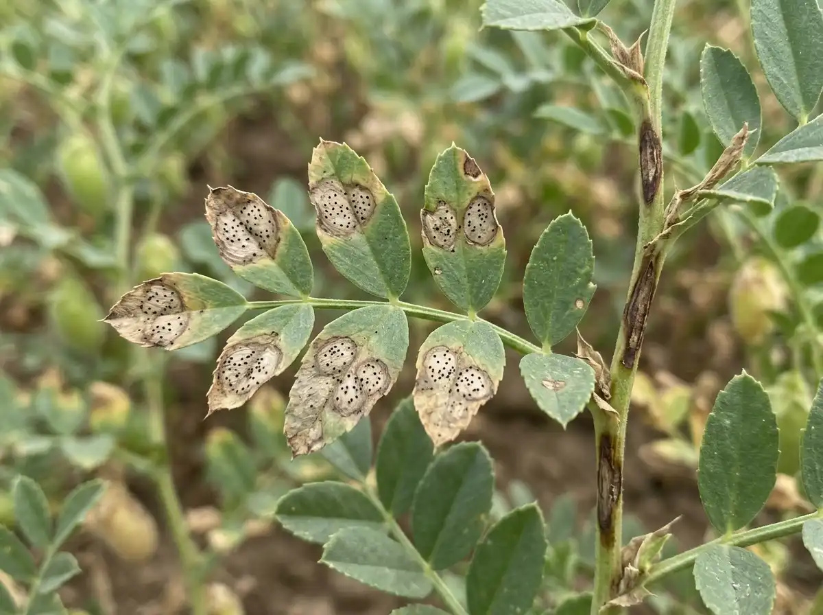 Phoma blight in Chickpea, on Chickpea, Fungal