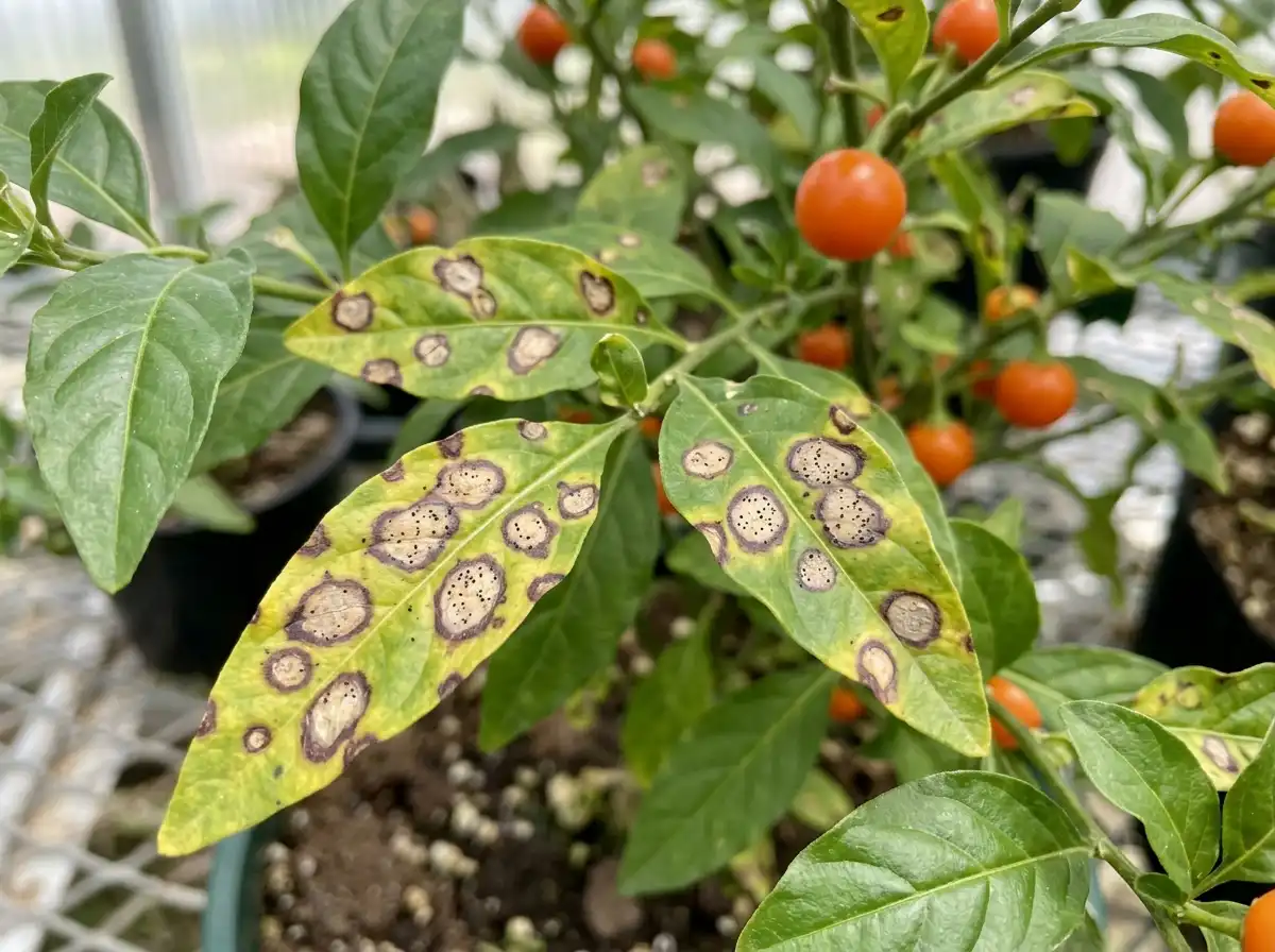 Phyllosticta leaf spot in Jerusalem Cherry, on Jerusalem Cherry, Fungal
