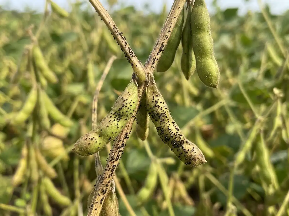 Pod and stem blight in Soybean, on Soybean, Fungal