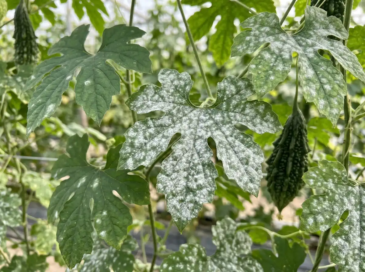 Powdery mildew in Bitter, sur Le Melon Amer, Fungal