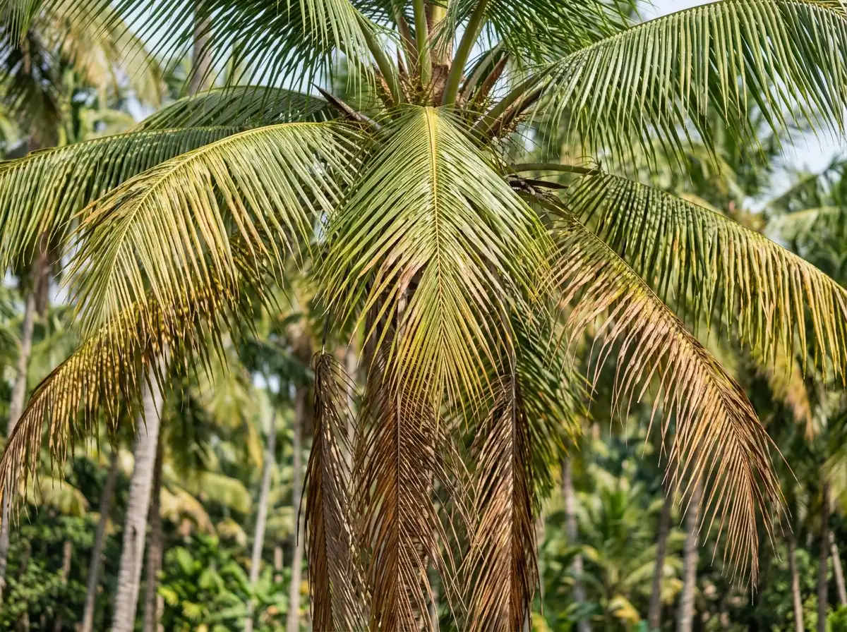 Root wilt (Kerala wilt disease) in Coconut Palm, sur Le Cocotier, Phytoplasma