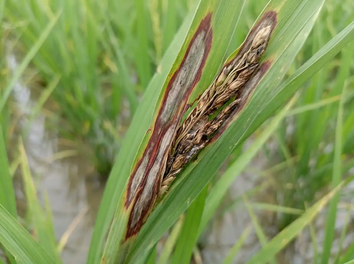 Sheath rot in Rice, on Asian Rice, Fungal