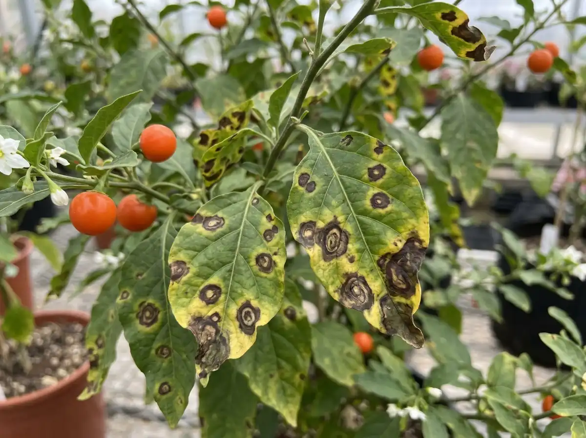 Stemphylium leaf spot in Jerusalem Cherry, on Jerusalem Cherry, Fungal