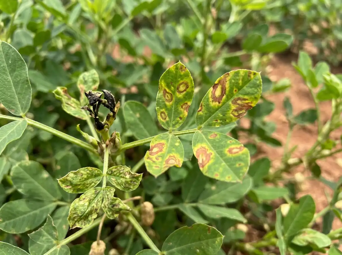 Tomato spotted wilt in Peanut, on Peanut, Viral