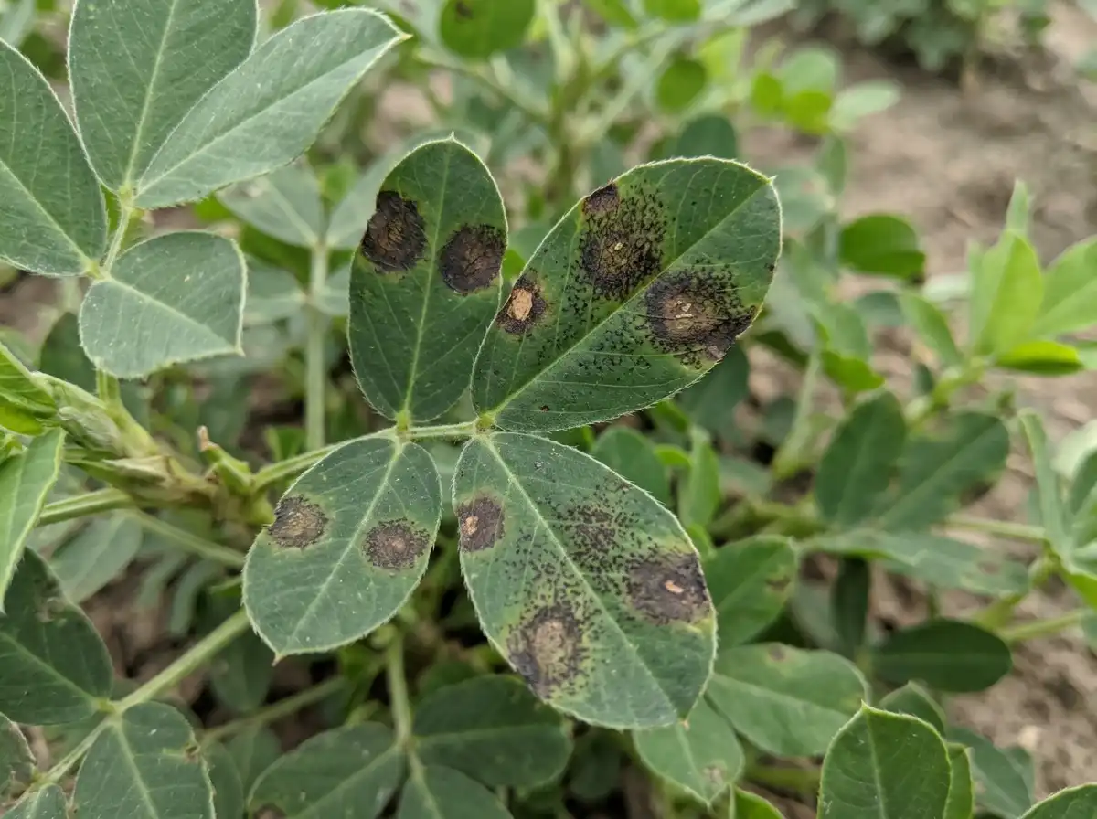 Web blotch in Peanut, on Peanut, Fungal