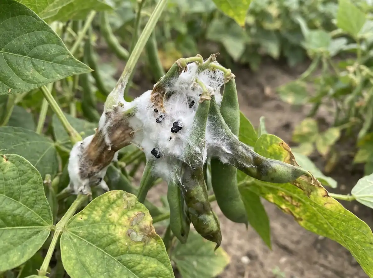 White Mold in Bean, sur Haricot Commun, Fungal