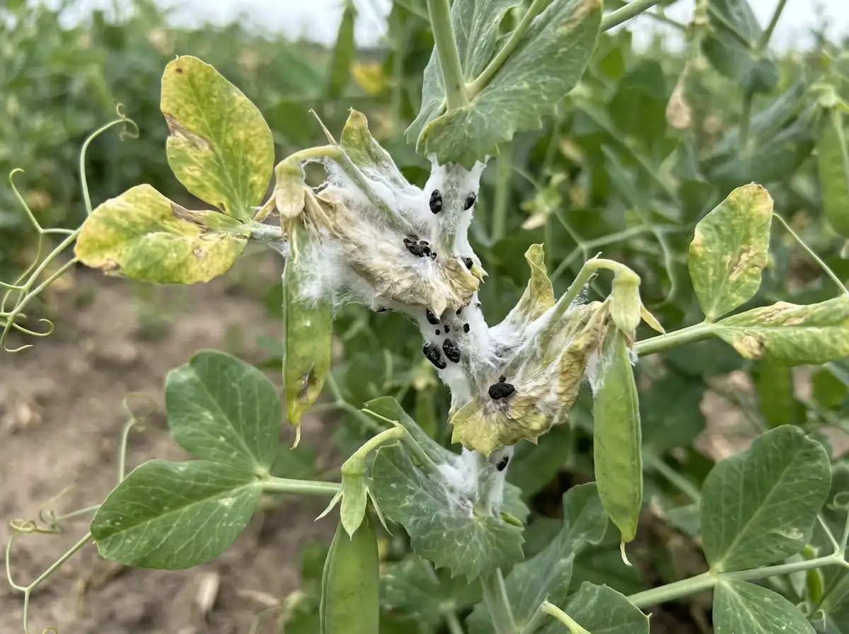 White mold in Pea, on Common Pea, Fungal