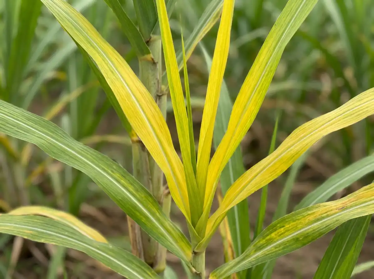 Yellow Leaf Disease in Sugarcane, on Sugarcane, Viral