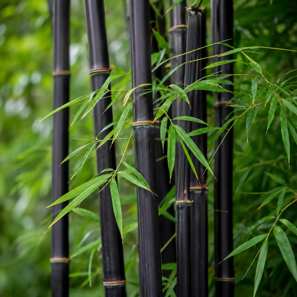 Black Bamboo (Phyllostachys nigra)